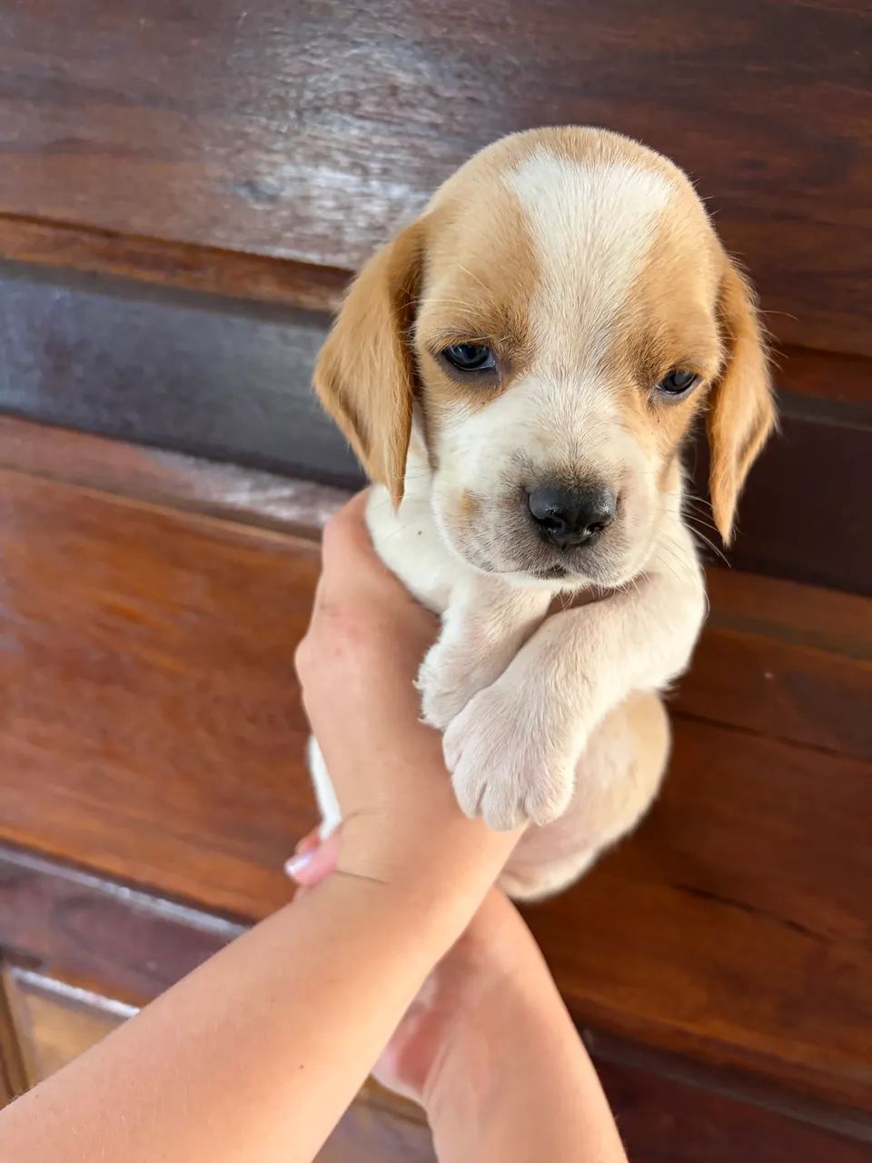 Filhote beagle  - Foto 2