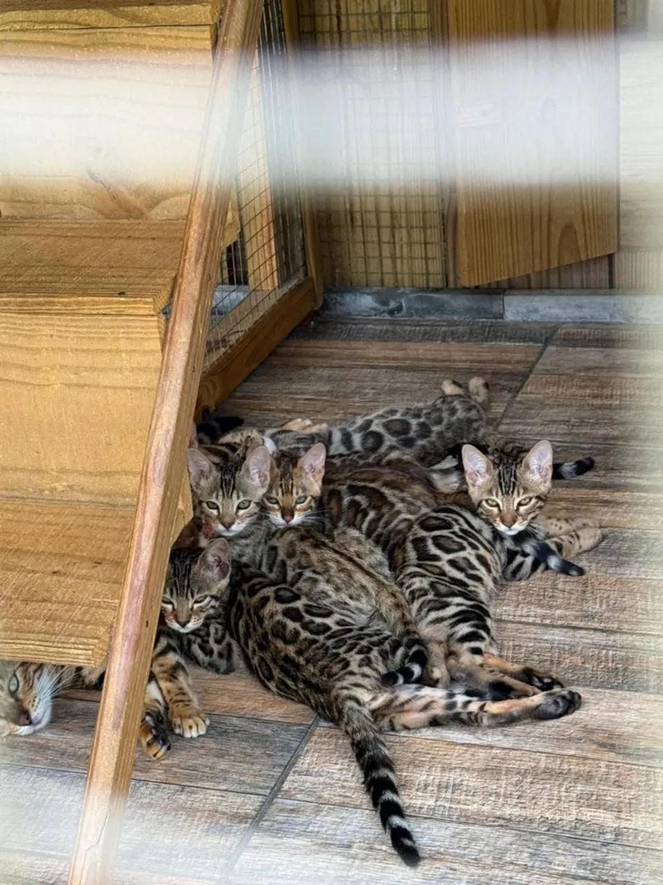 Gato  Bengal  - Foto 3