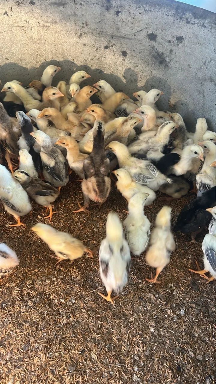 Pintinhos índio gente é caipiras.  - Foto 3