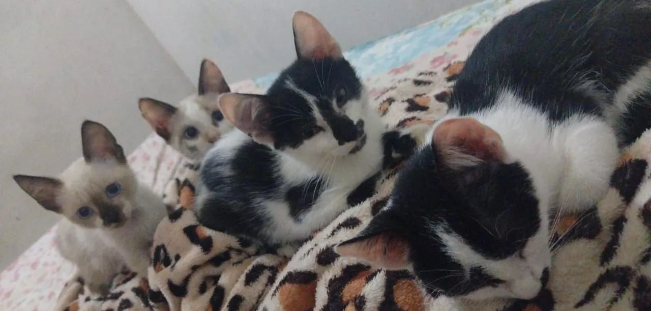 Gatos pra Doar - Foto 3