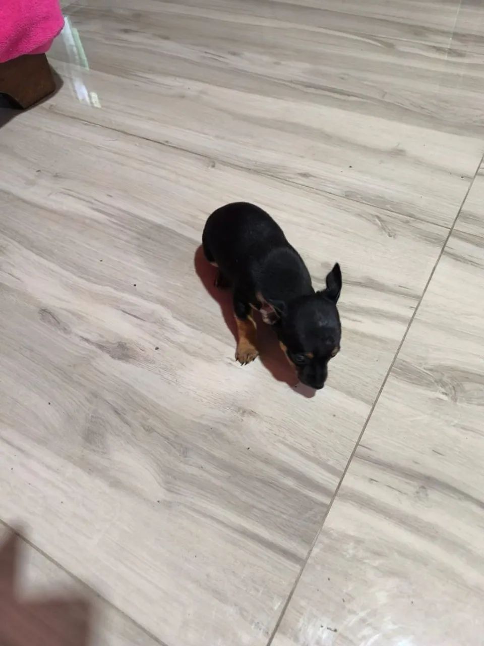 Pinscher zero  - Foto 5