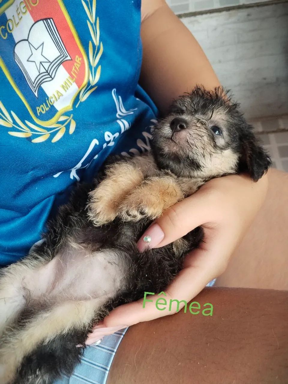 Vendo esses  Cachorro Poodle  - Foto 4