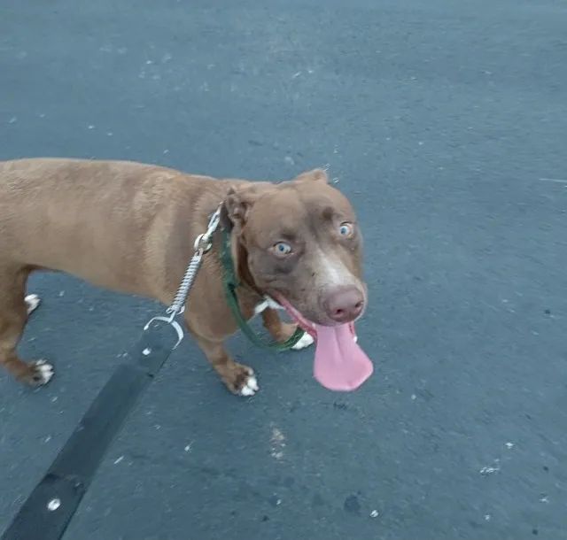 Pitt bull - Foto 2