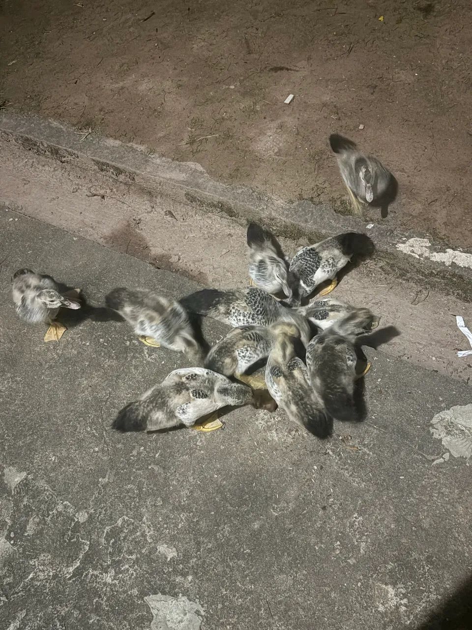 Família de Pato Mudo / Crioulo - Casal Adulto + 11 Filhotes (2 Meses)