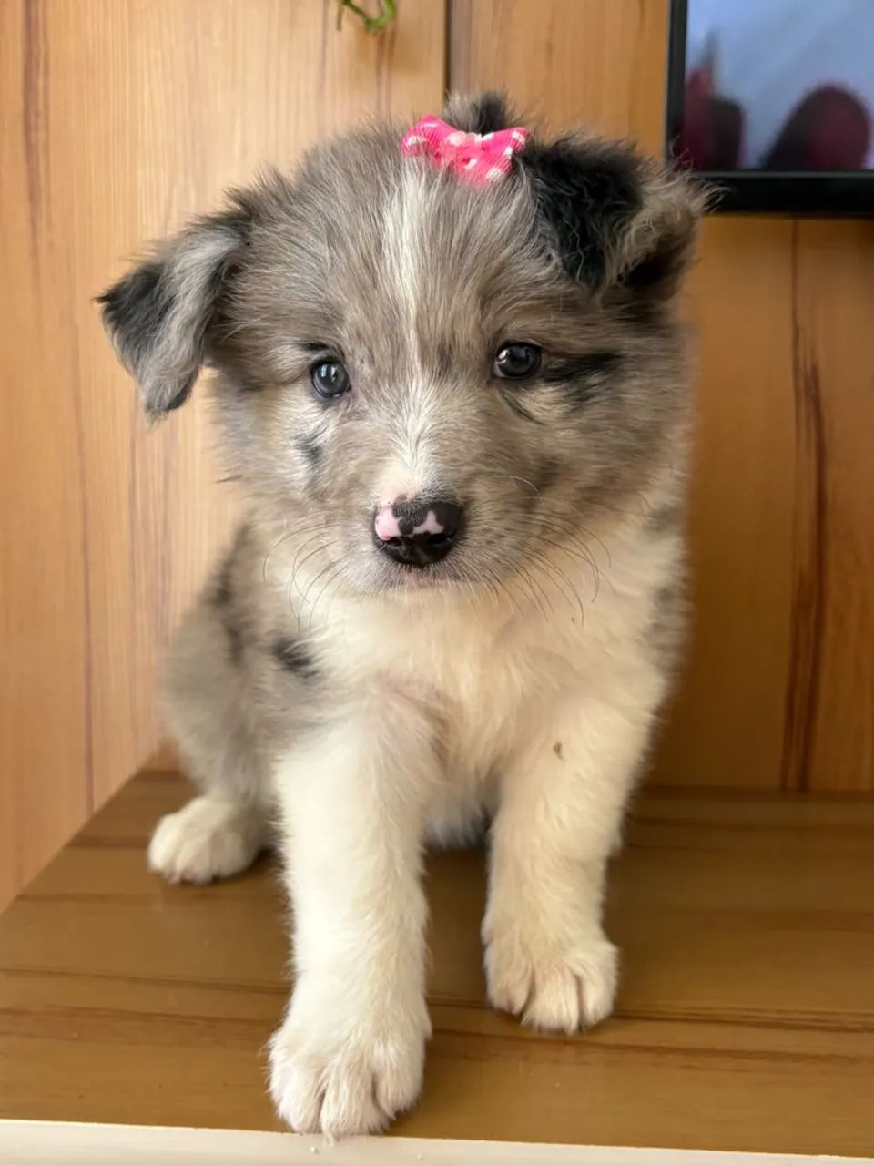 FILHOTE DE BORDER COLLIE  - Foto 4