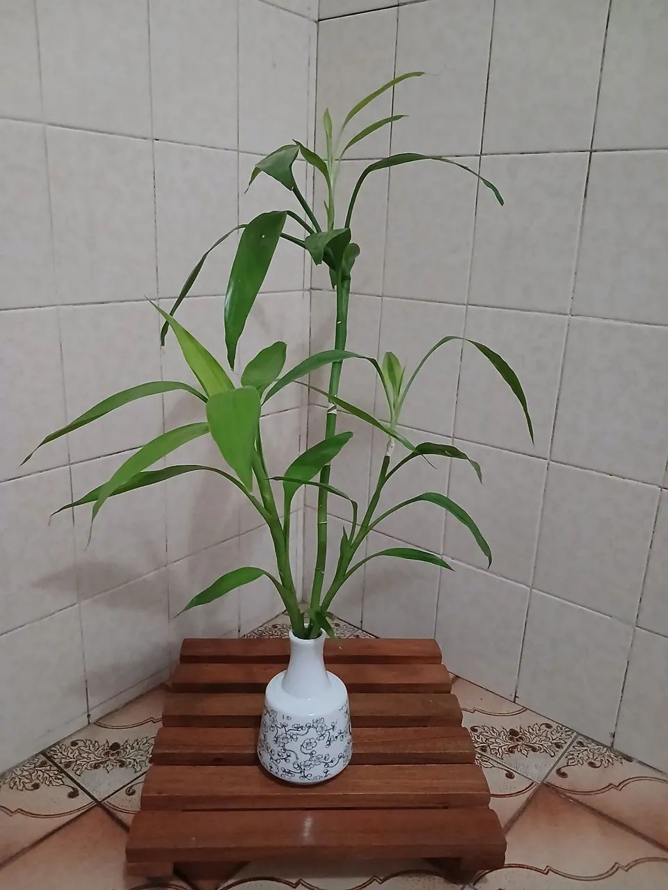 Planta Bambu da Sorte - Foto 2