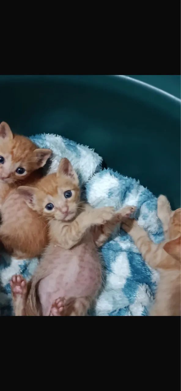 Doação responsável 