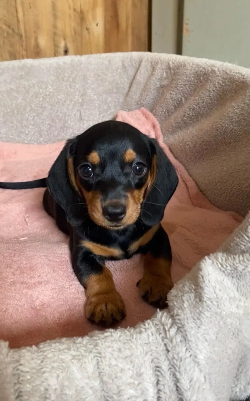 Dachshund - Foto 3