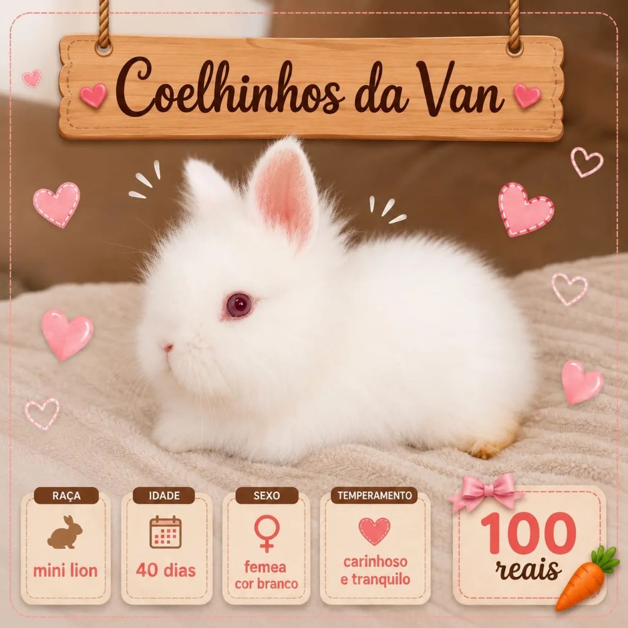 Mini coelho 
