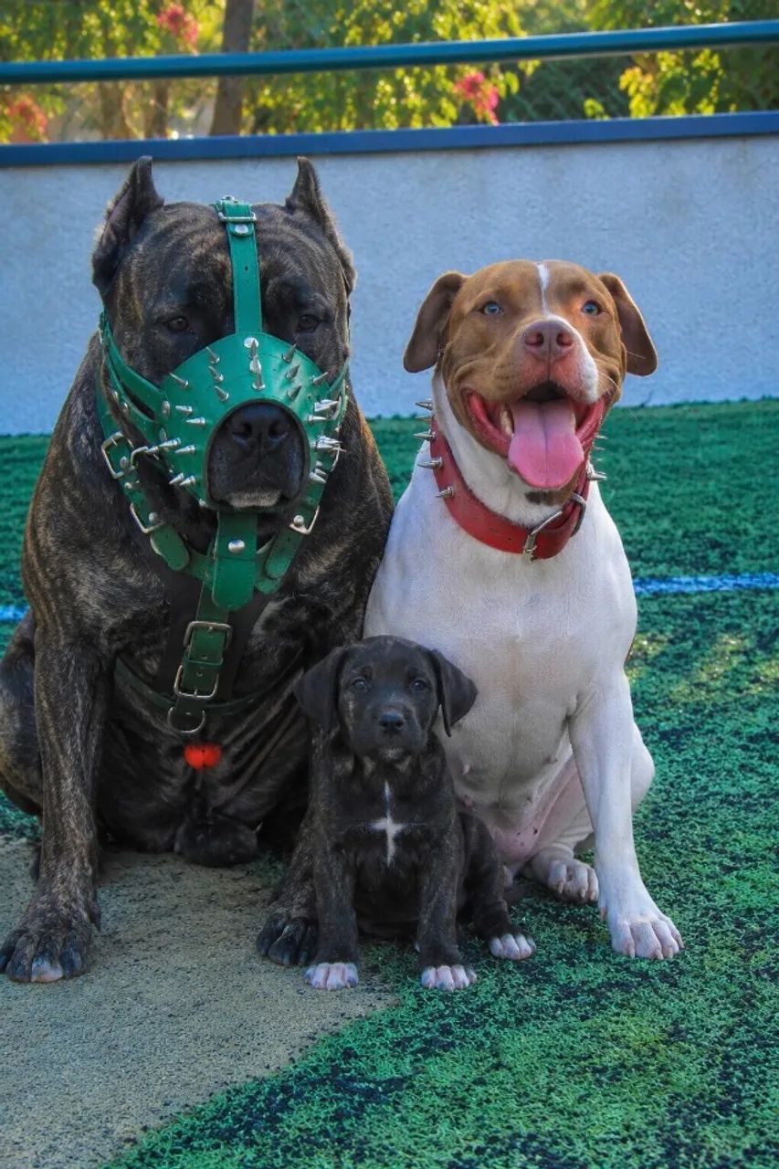 Canecorso com pitbull - Foto 2