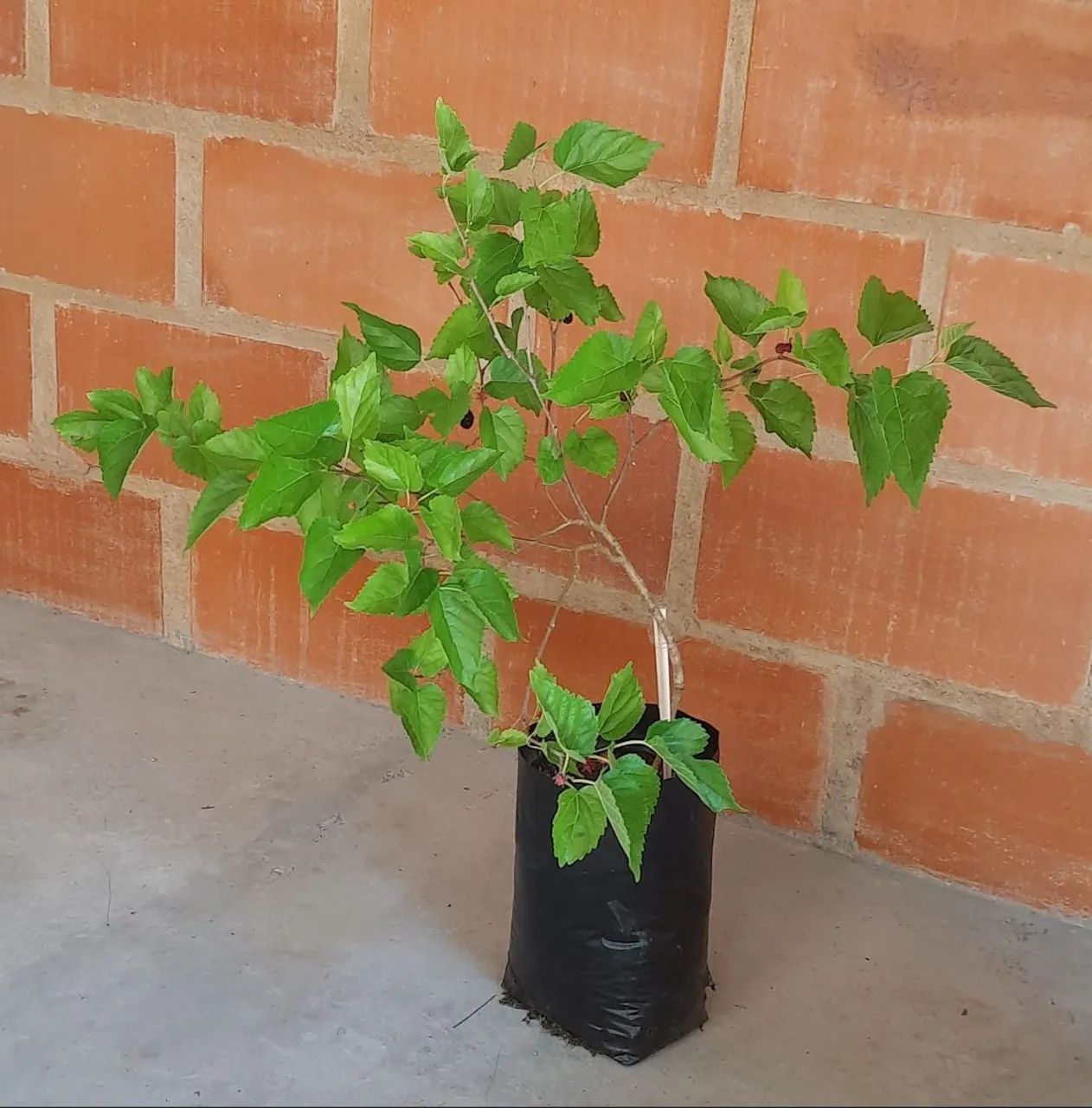 Muda de amora  - Foto 4