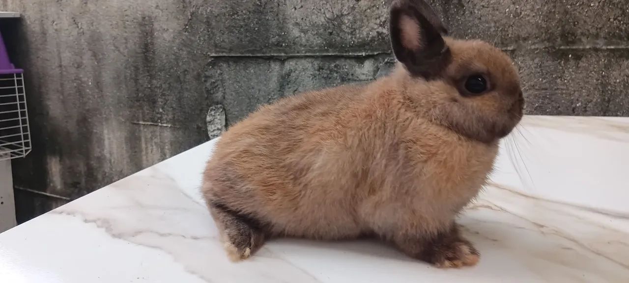 Netherland dwarf  - Foto 3