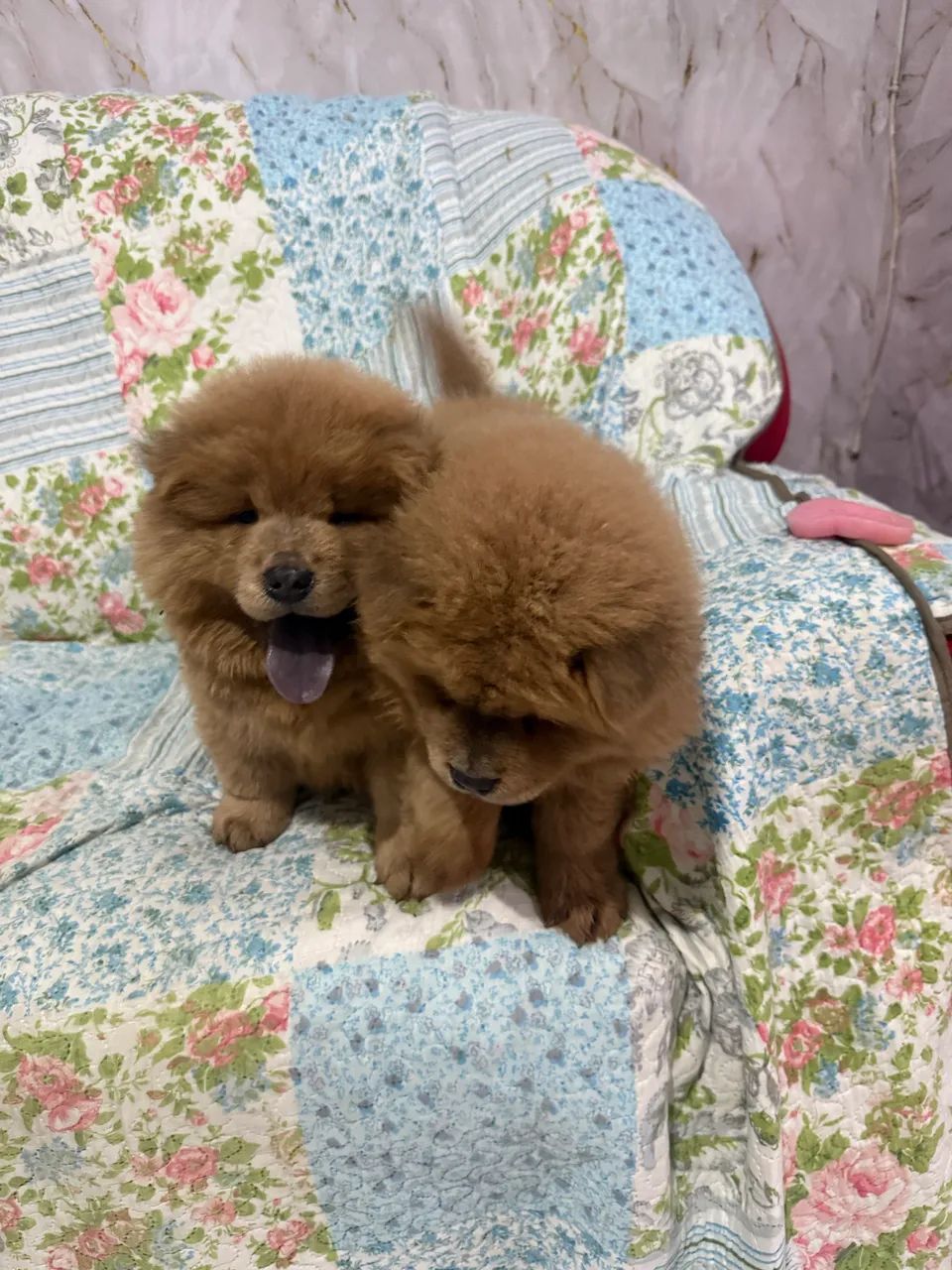 Chow chow macho  - Foto 2