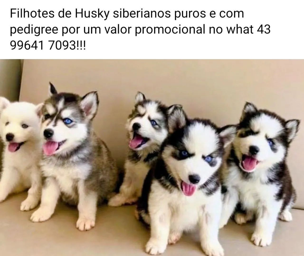 Filhotes puros com pedigree de Husky siberianos 