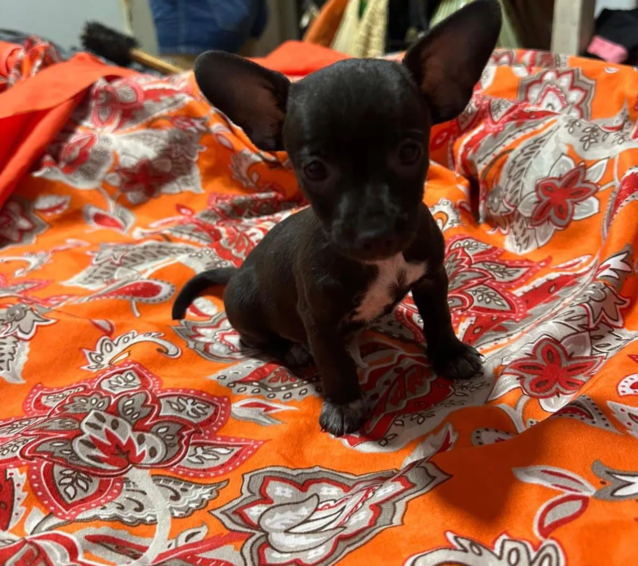 Pinscher 1 puro.