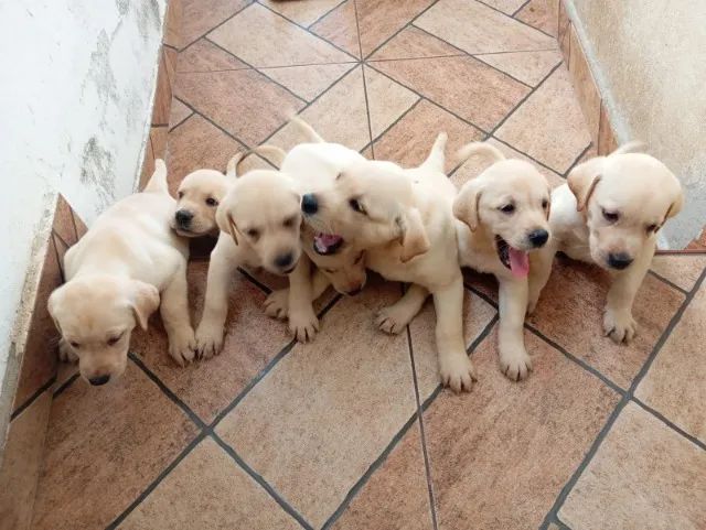 Labrador inteligentes 