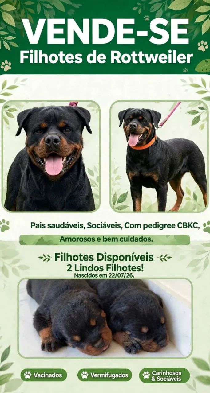 Filhotes de Rottweiler com Pedigree CBKC