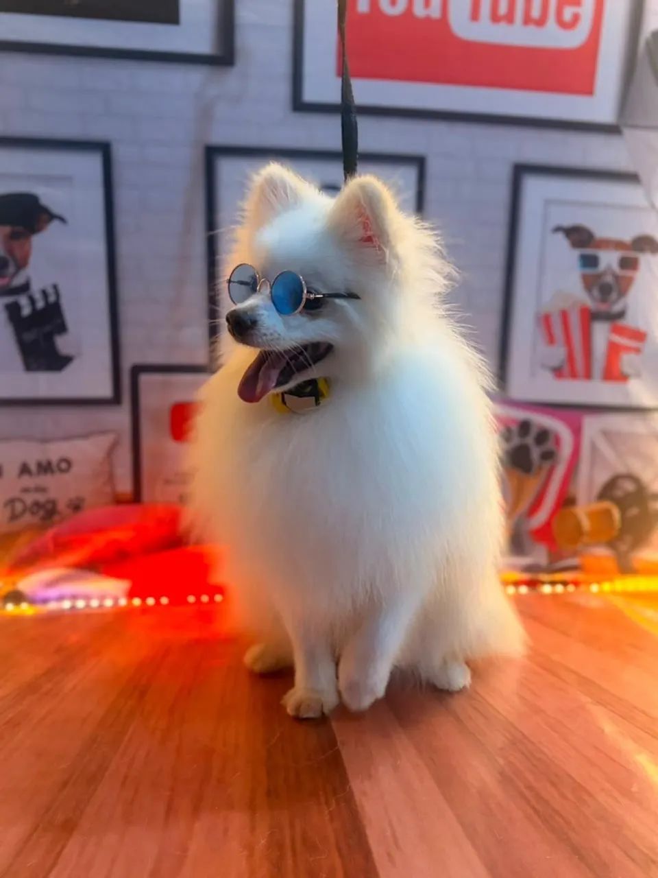 Cachorro - Foto 2