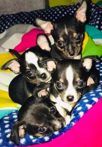 ´pinscher 