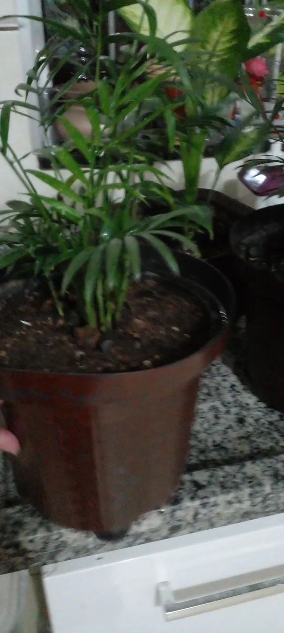 Vasos com comigo ninguém pode e outras - Foto 4