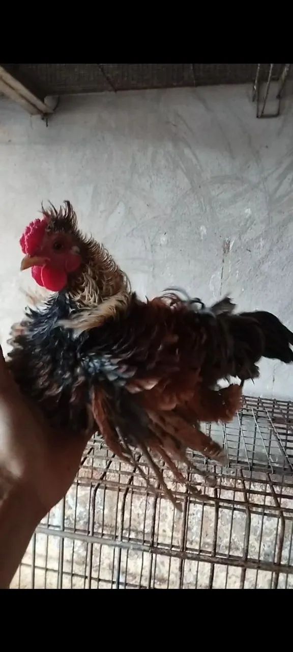 Mini garnizé frizado - Foto 4