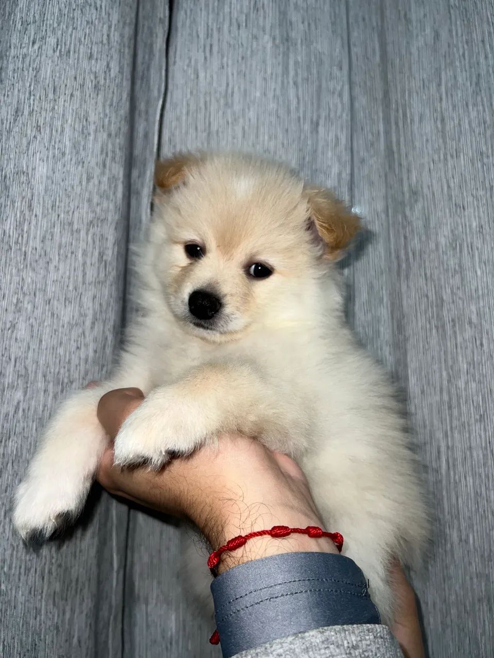 Filhote Spitz alemão  - Foto 3