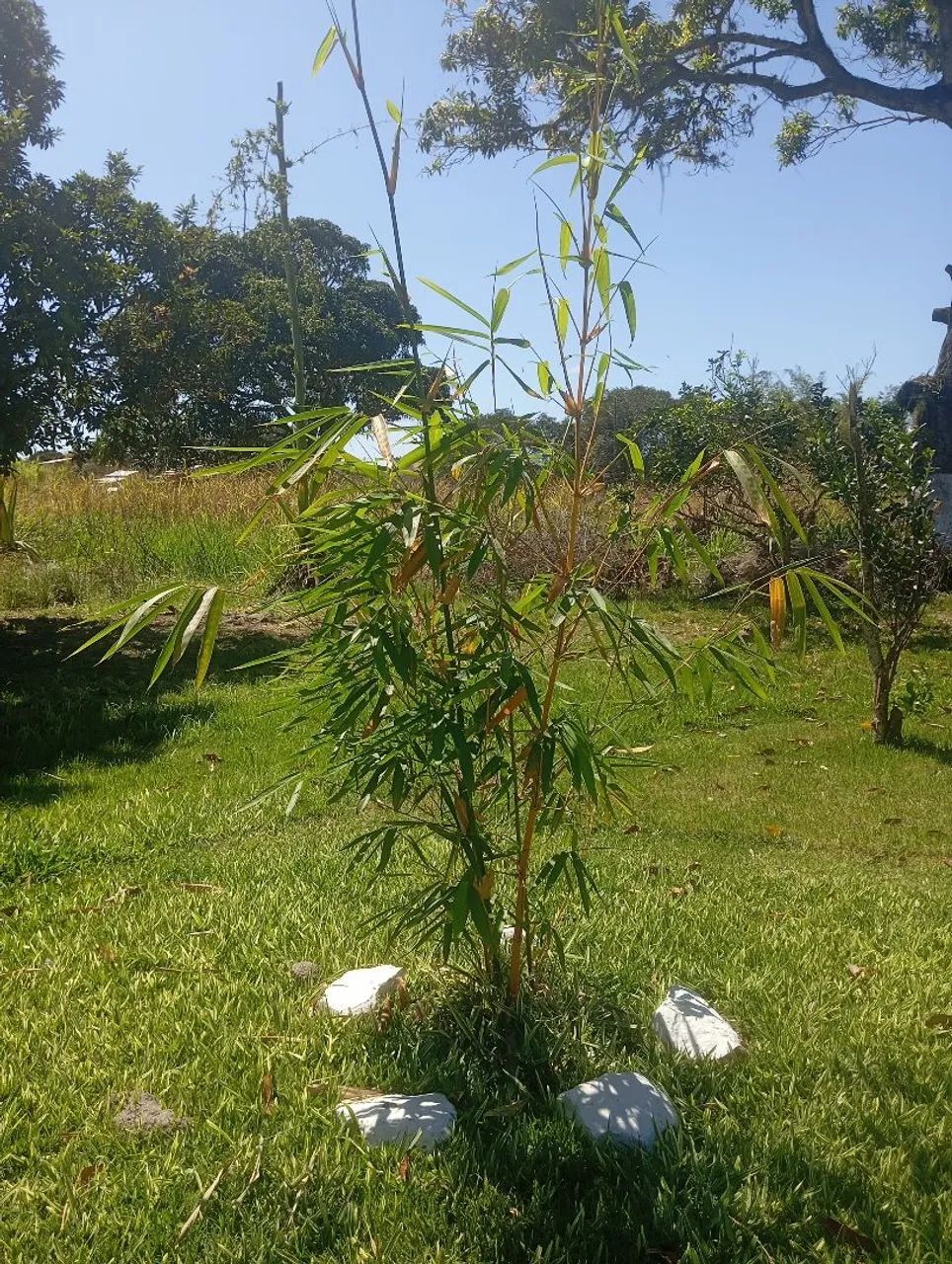 Muda de bambu  - Foto 2