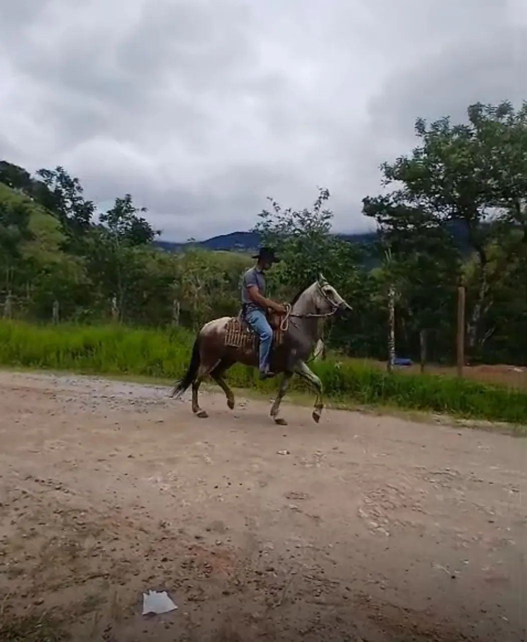 Égua mangalarga  - Foto 2