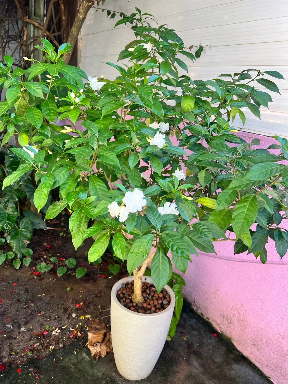 Jasmim planta já florindo com o vaso - Foto 2