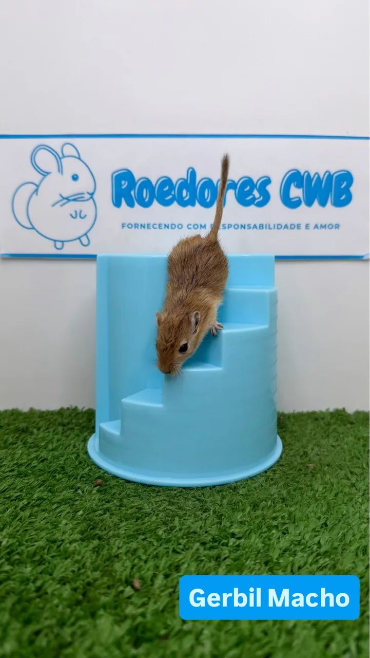 Gerbil/Esquilo da Mongólia (Roedores CWB)  - Foto 4