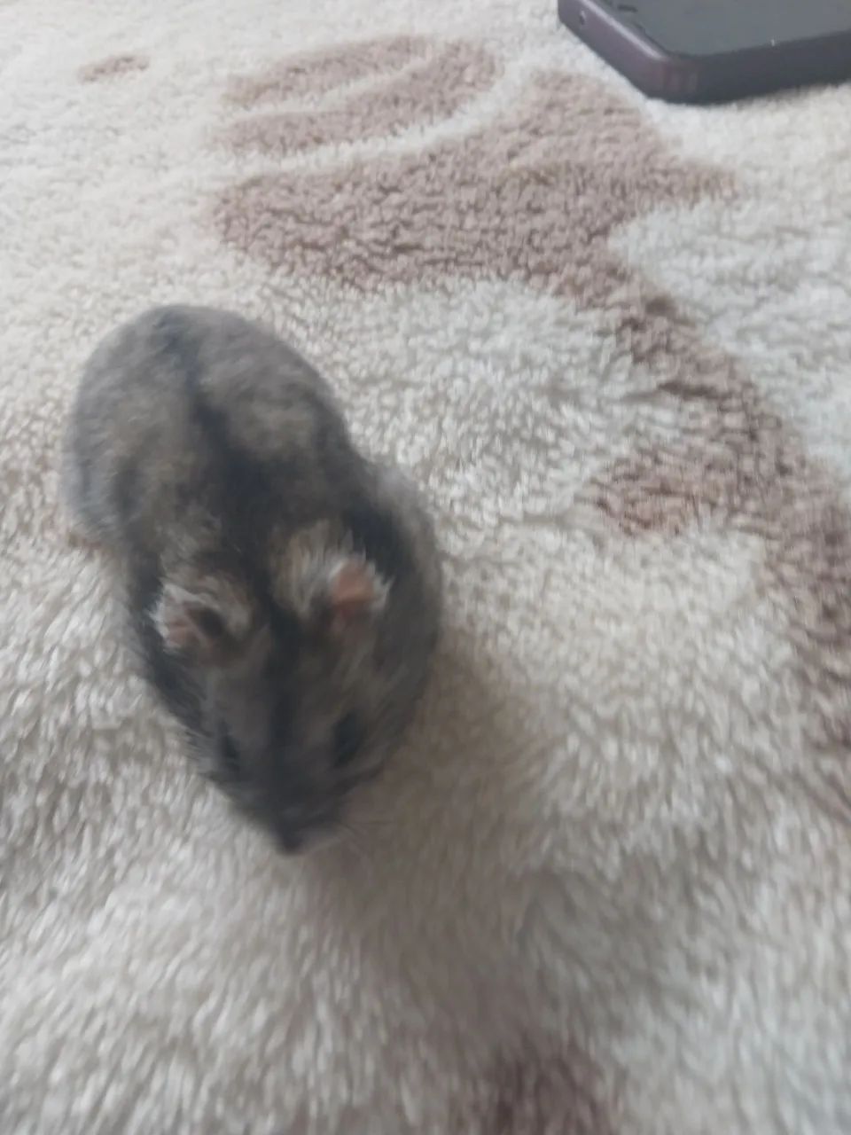 ? HAMSTER ANÃO RUSSO À VENDA! ? - Foto 3
