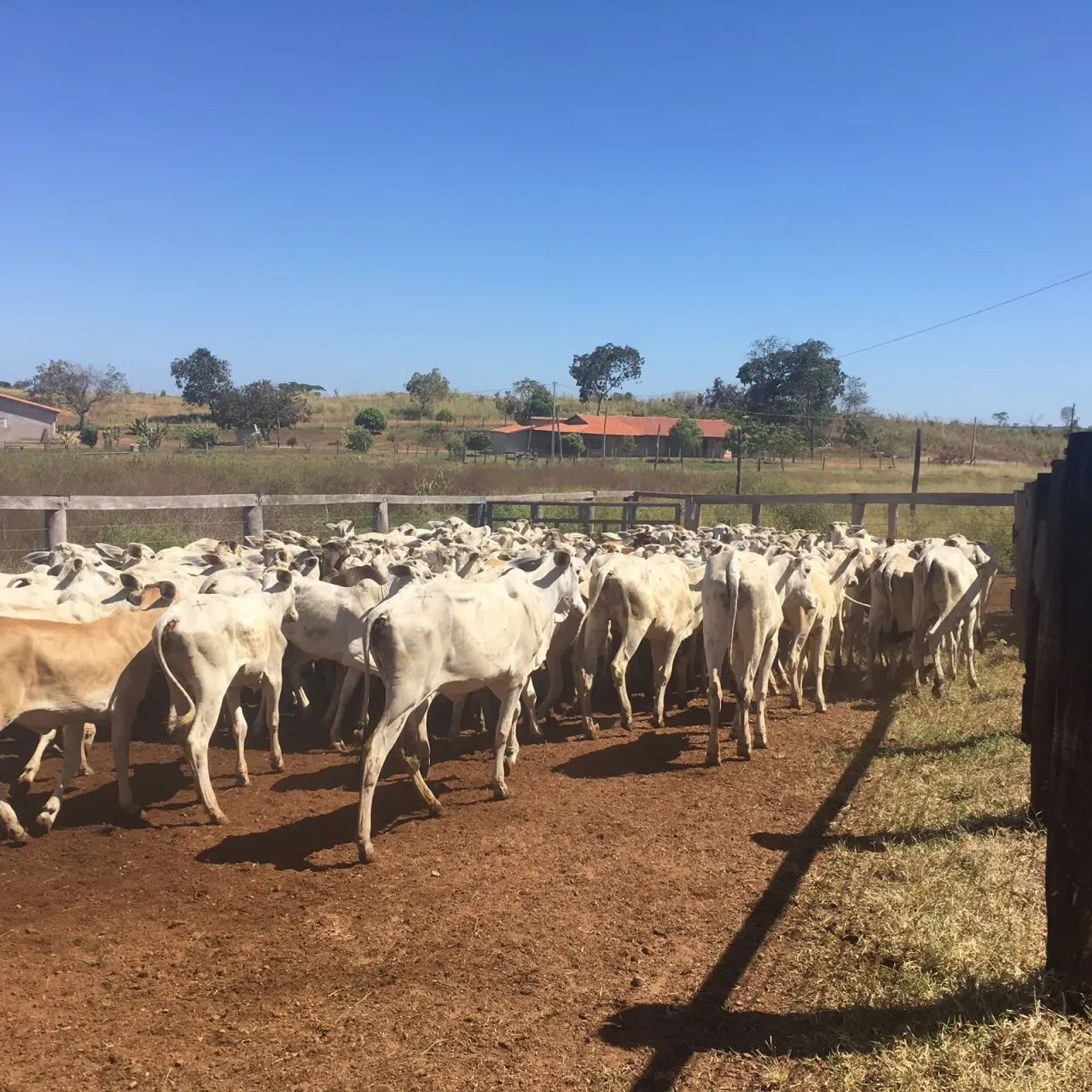 Fazenda a venda em Goiatins - TO