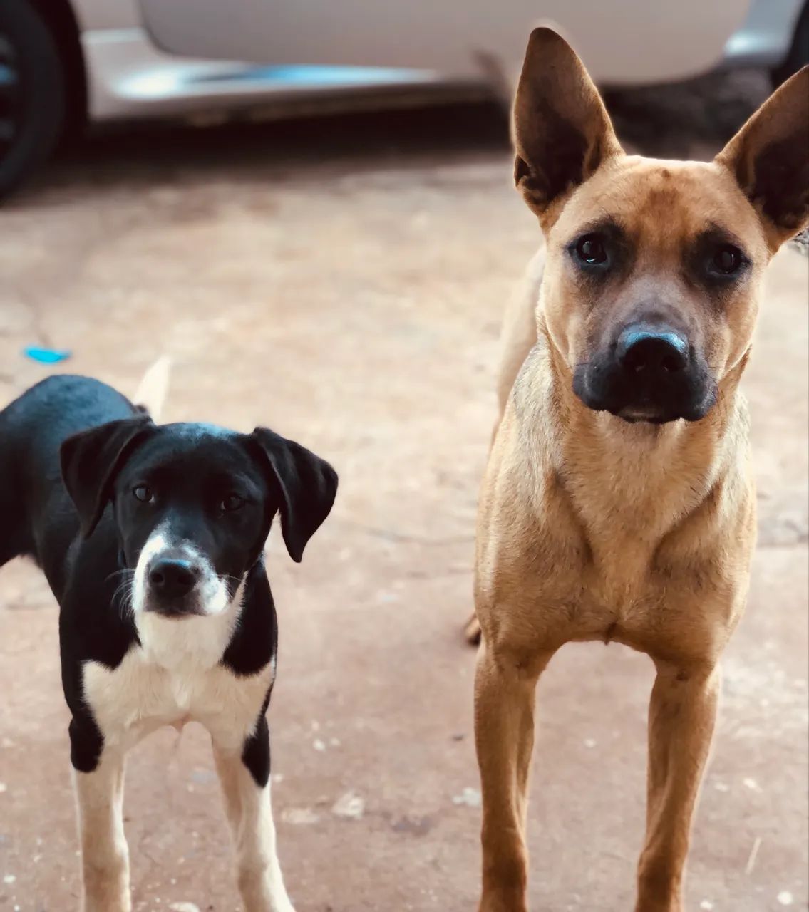 Doa- se cachorro - Foto 4