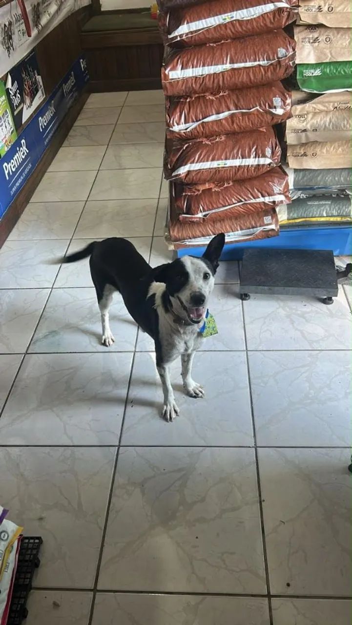 Doa-se cachorrinho - Foto 5