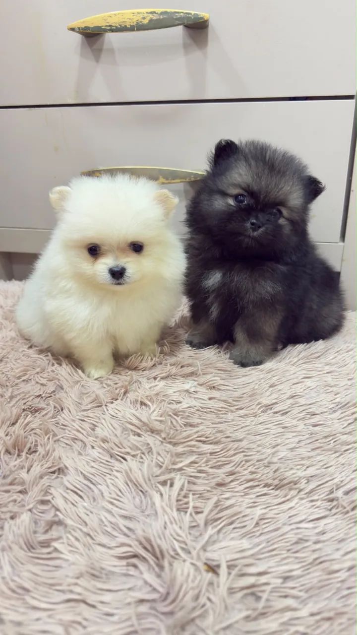 Spitz Alemão Fêmea e Macho - Foto 2