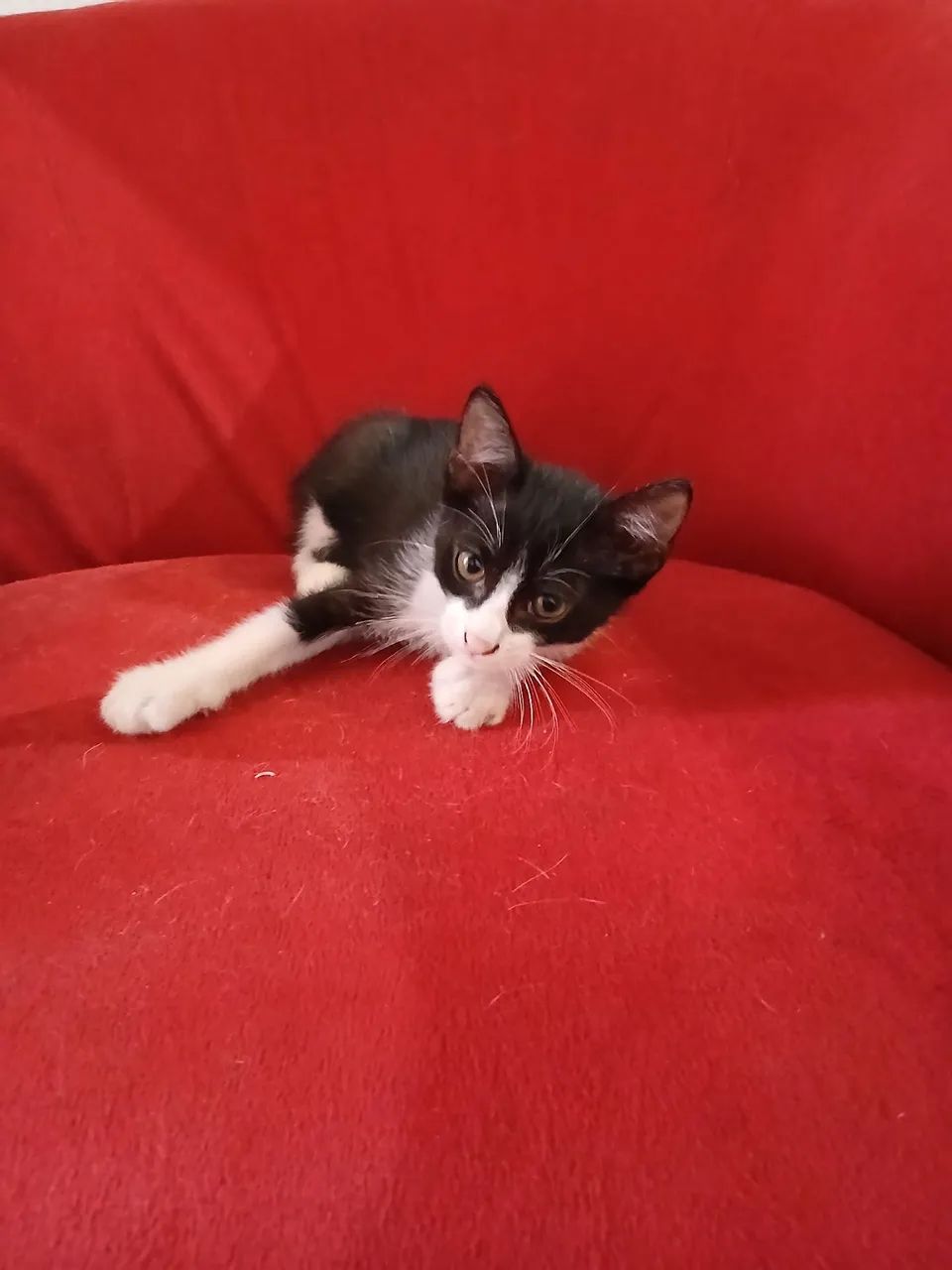 Doação  - Foto 4