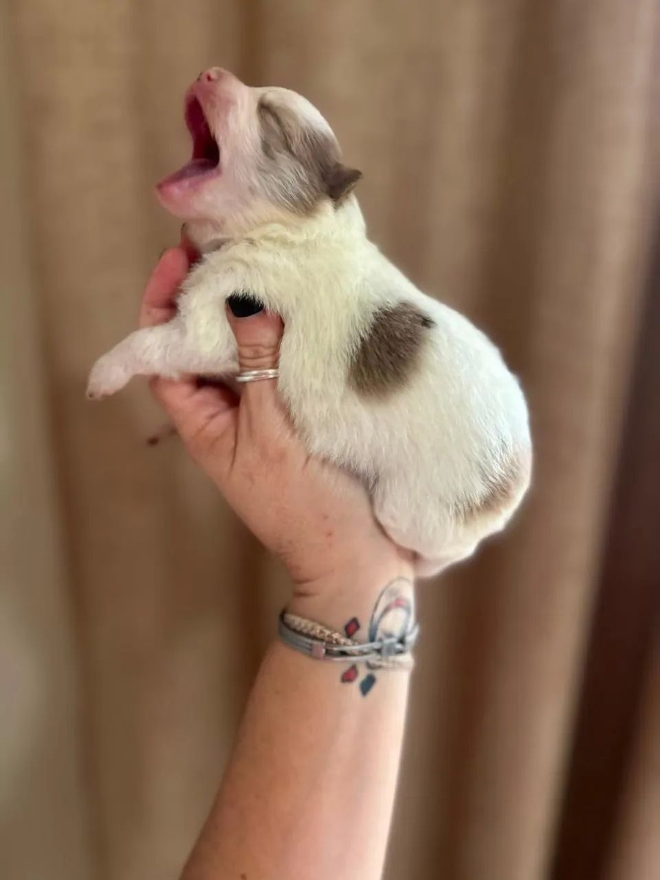 Spitz alemão  - Foto 2