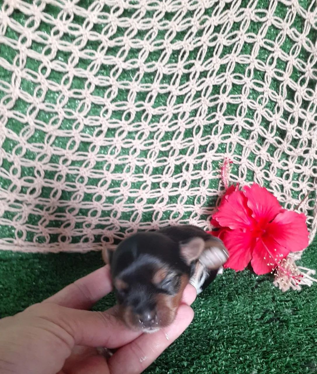 YORKSHIRE TERRIER BABYS  - Foto 3