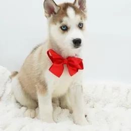 Husky Siberiano,Husky Siberiano Filhote Top Padrão da Raça