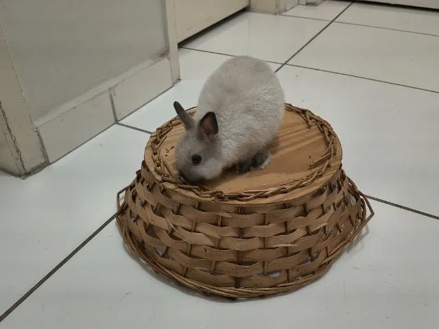 Coelho Anão com acessórios completo - Foto 3