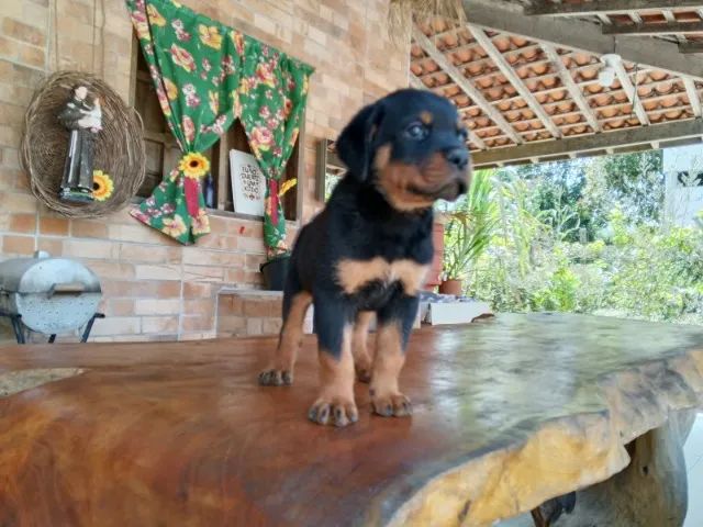 ROTTWEILER MACHO - ÚLTIMA UNIDADE e Oportunidade - Foto 2