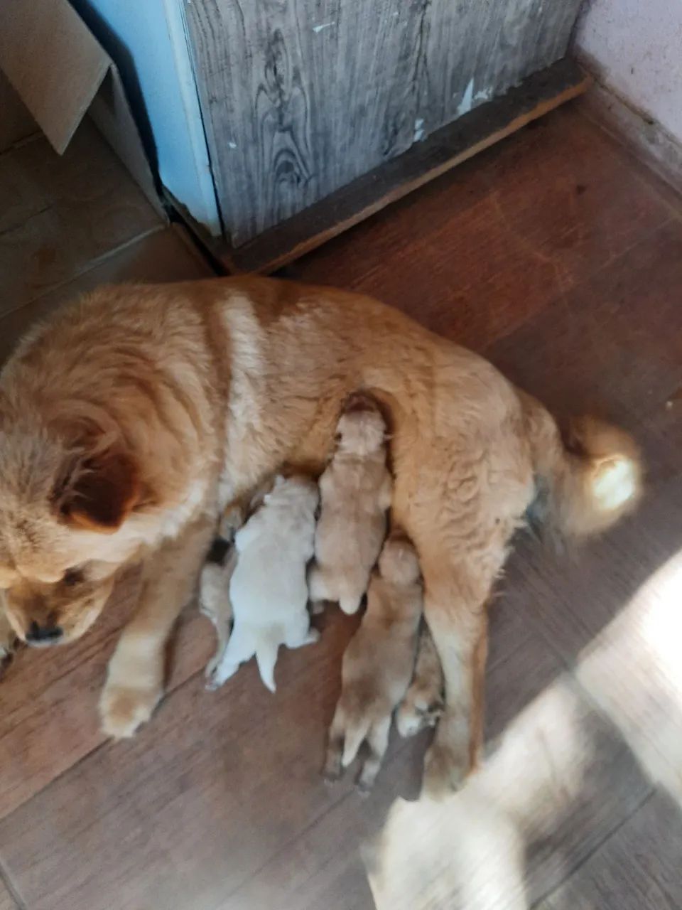 Lindos filhotes de chow chow