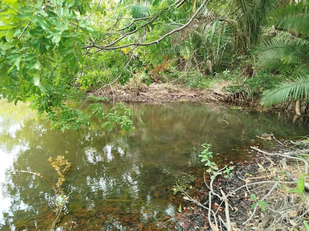 Sítio Venda  - Foto 4