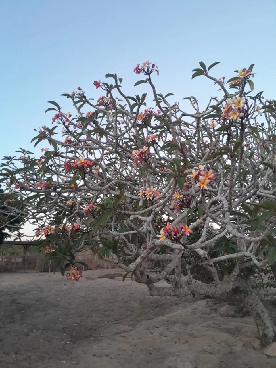 Sítio em Puxinanã-PB - Foto 4