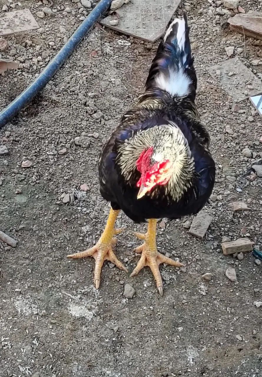 Vendo um galo caipira  - Foto 2