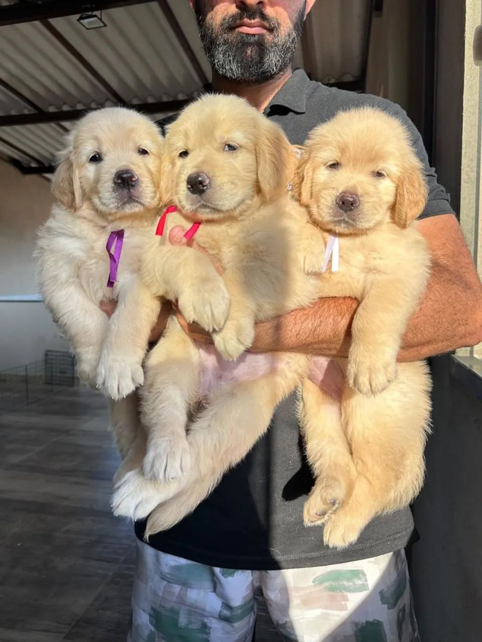 Golden Retriever  - Foto 2