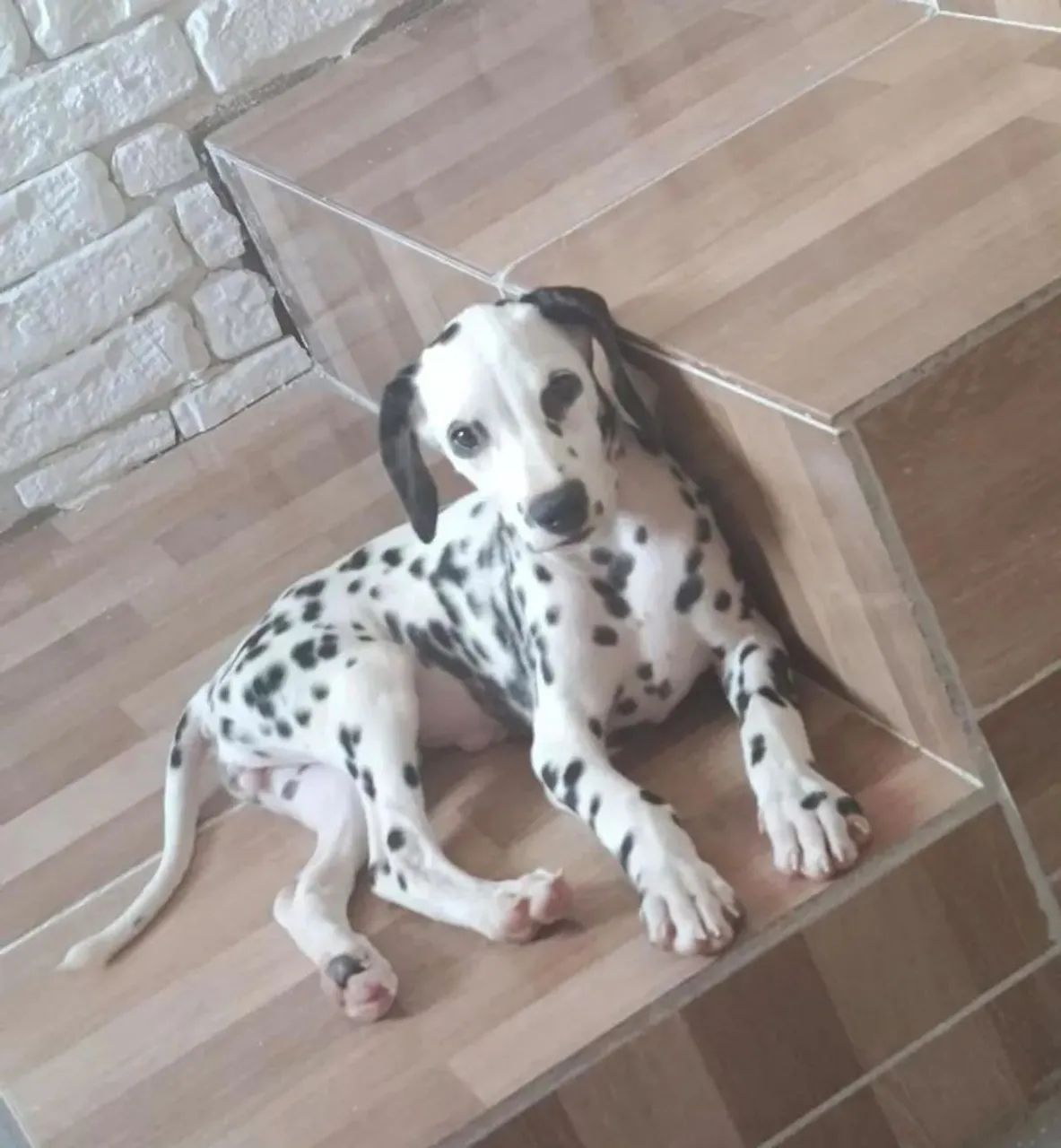 Cachorro  - Foto 2