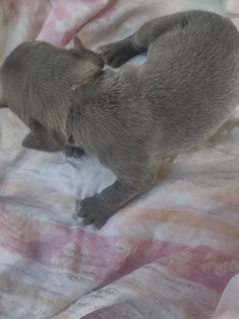 American Bully - Foto 3