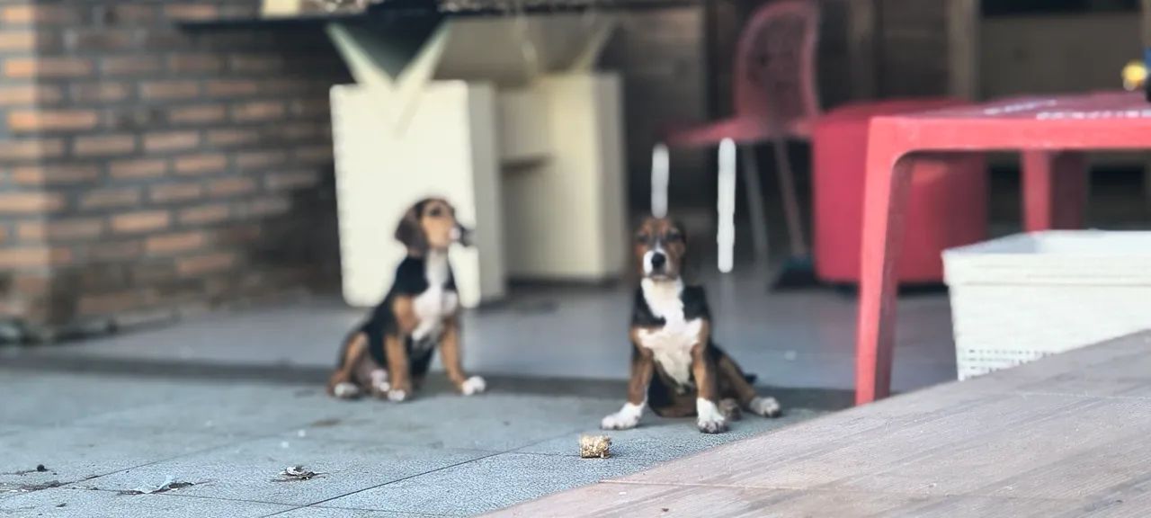 Vendo Filhotes de Beagle - Foto 3