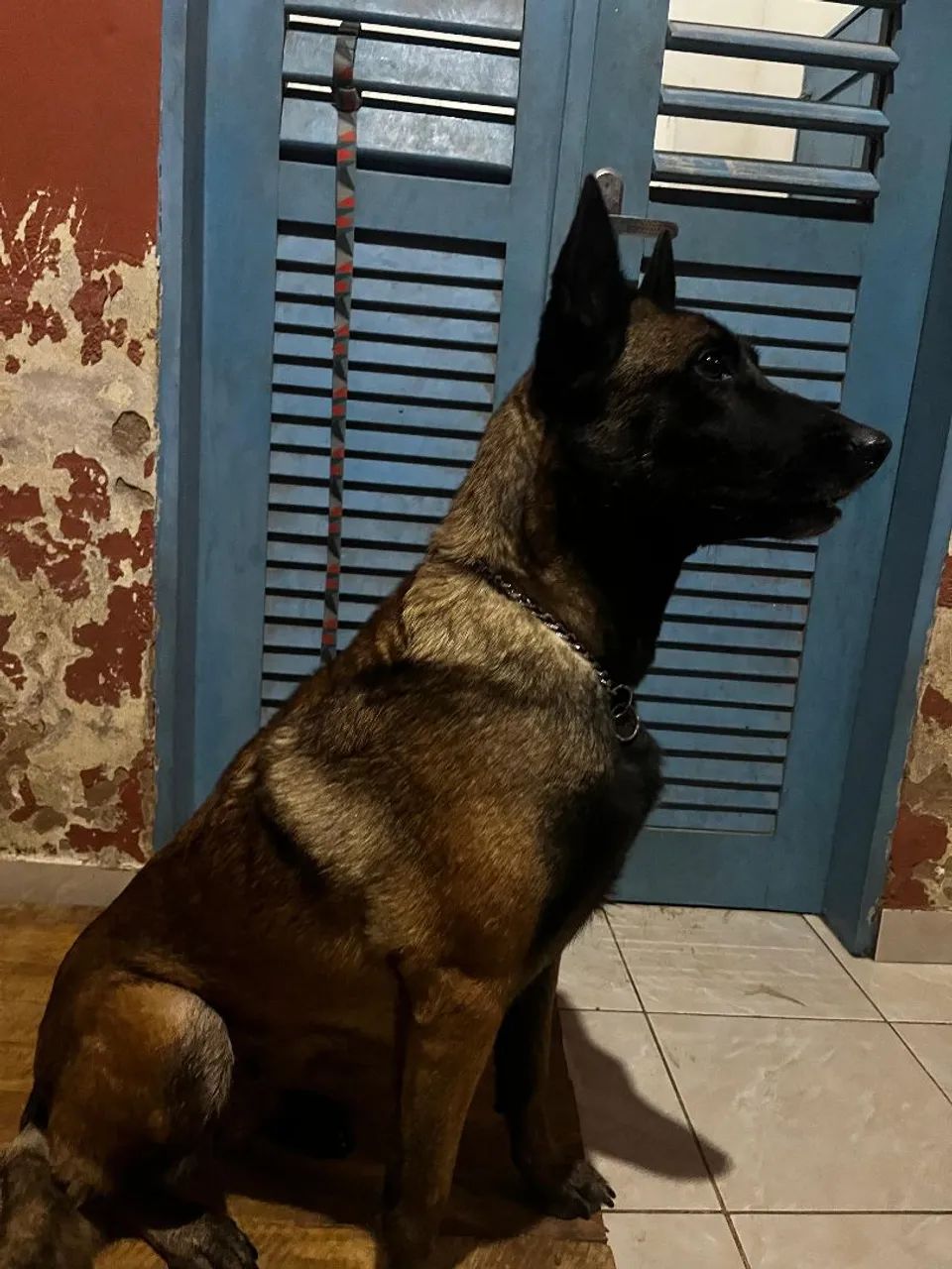 Belga malinois fêmea 